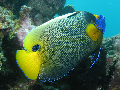 Top 10 Beautiful Aquarium Fish - ANGELFISH