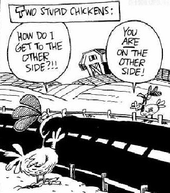 Funny Cartoon Stupid Chickens