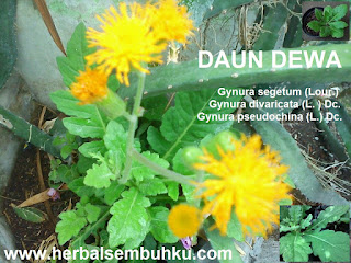 DAUN DEWA SURABAYA | JUAL DAUN DEWA SURABAYA | JUAL DAUN DEWA DI SURABAYA | KAPSUL DAUN DEWA | JUAL KAPSUL DAUN DEWA | JUAL KAPSUL DAUN DEWA DI SURABAYA SIDOARJO JAKARTA