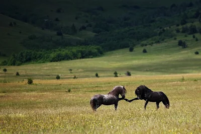 beautiful horses