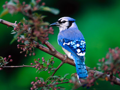 Hermoso pajarillo azul en las ramas de los árboles