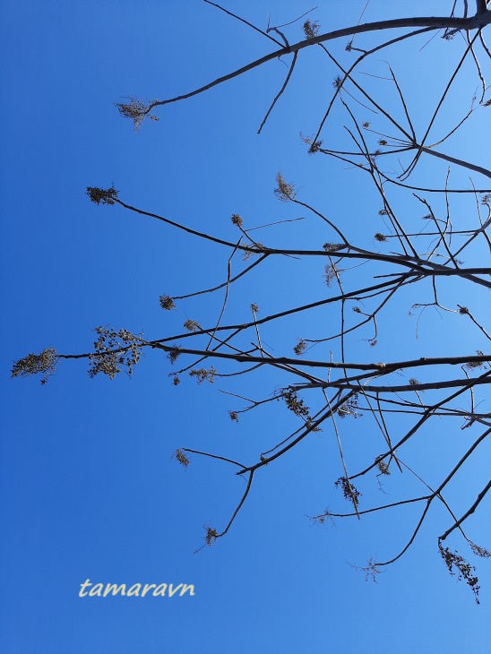 Сумах китайский (Rhus chinensis)