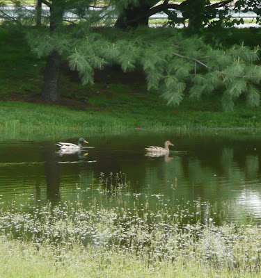 ducks on temporary pond