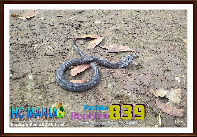 Koleksi Foto Reptiler Bersama Pecinta Reptiler 839 - Ular Cobra Jawa Naja sputatrix Vol 01-01