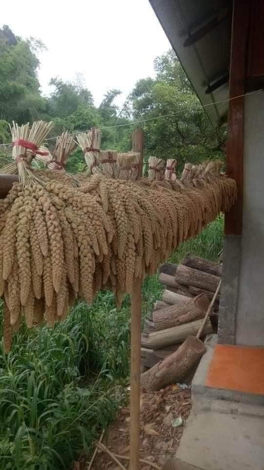 cây kê nông nghiệp