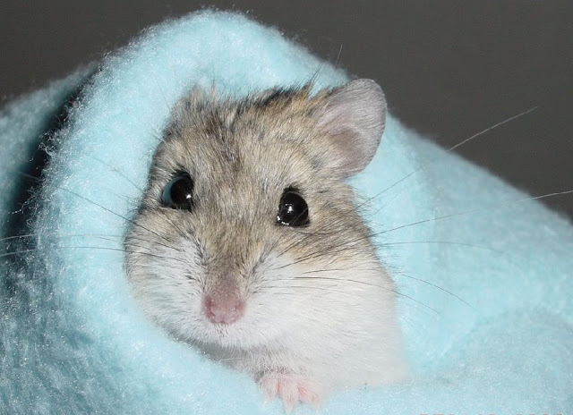 Hamster photo