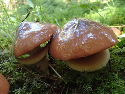 grzyby jadalne, maślaki, jak rozpoznać maślaki, gatunki maślaków, gdzie rosną maślaki, Suillus-grevillei-maslak-zolty, Suillus luteus maślak zwyczajny, Suillus viscidus maślak szary, Suillus variegatus maślak pstry, Suillus bovinus maślak sitarz, jak czyścić maślaki, sposoby na czyszczenie maślaków, co ugotować z maslaków