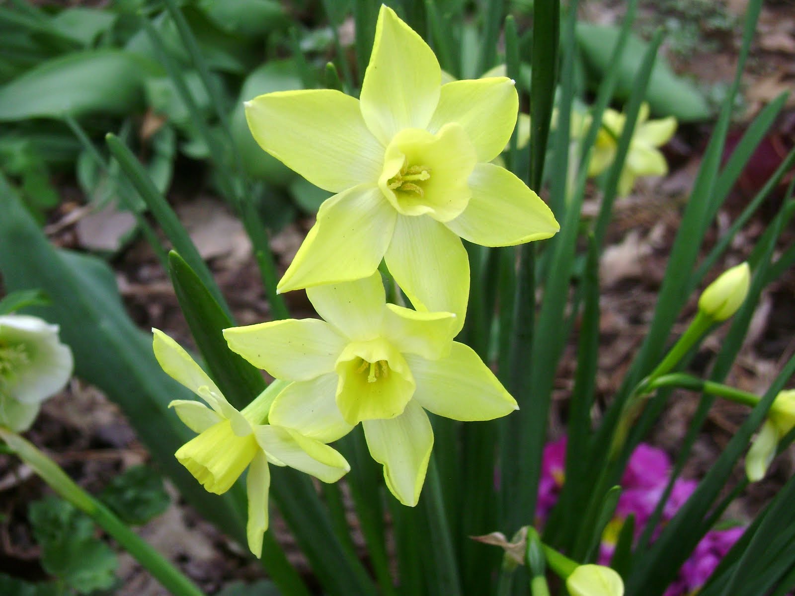 In the shade garden, slender narcissus have just begun to bloom. I 