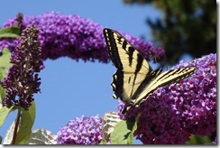 lopez tiger swallowtail 062015 00007