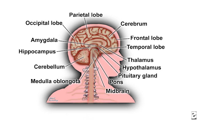 Brain And Parts1