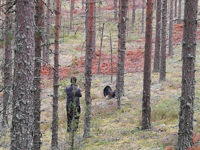 Nyt jo selkeästi hahmotettava mies joka tähtää kamerallaan melko läheltä metsoa.