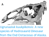 https://sciencythoughts.blogspot.com/2015/10/ugrunaaluk-kuukpikensis-new-species-of.html