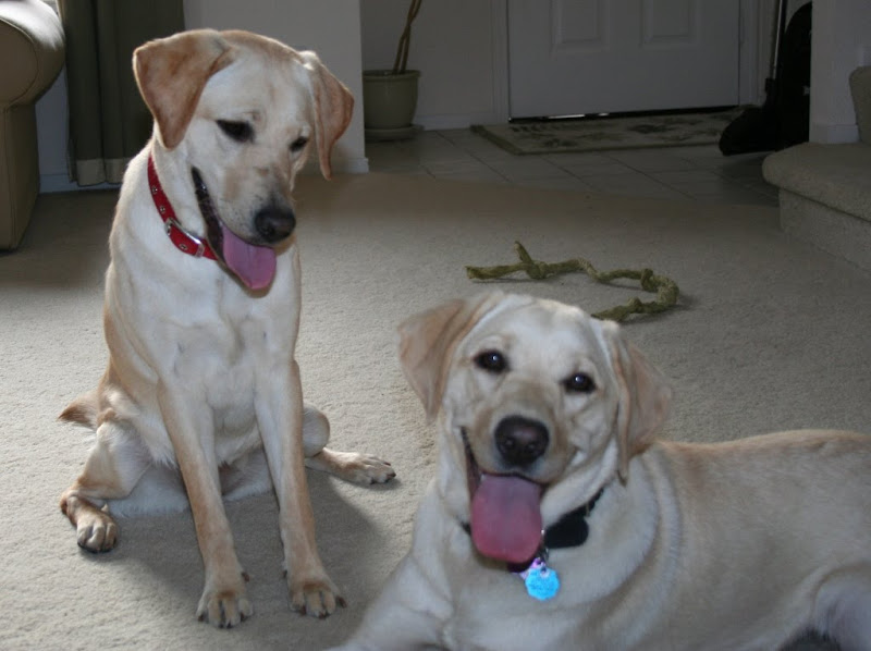 another photo of panting/smiling Cabana and Poppy, but this time Cabana is looking at Poppy