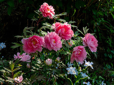 Peony flowers: Kencho-ji