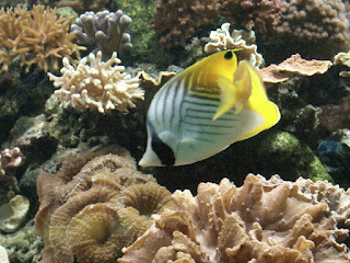 Poisson papillon à queue jaune - Chaetodon auriga - Papillon cocher 