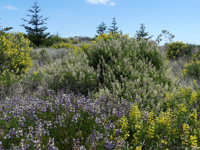 yellow, purple, and in between lupines