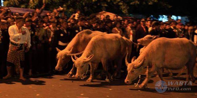 Foto gambar Kirab Kerbau Bule Surakarta tradisi ritual 