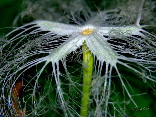 Trichosanthes cucumeroides