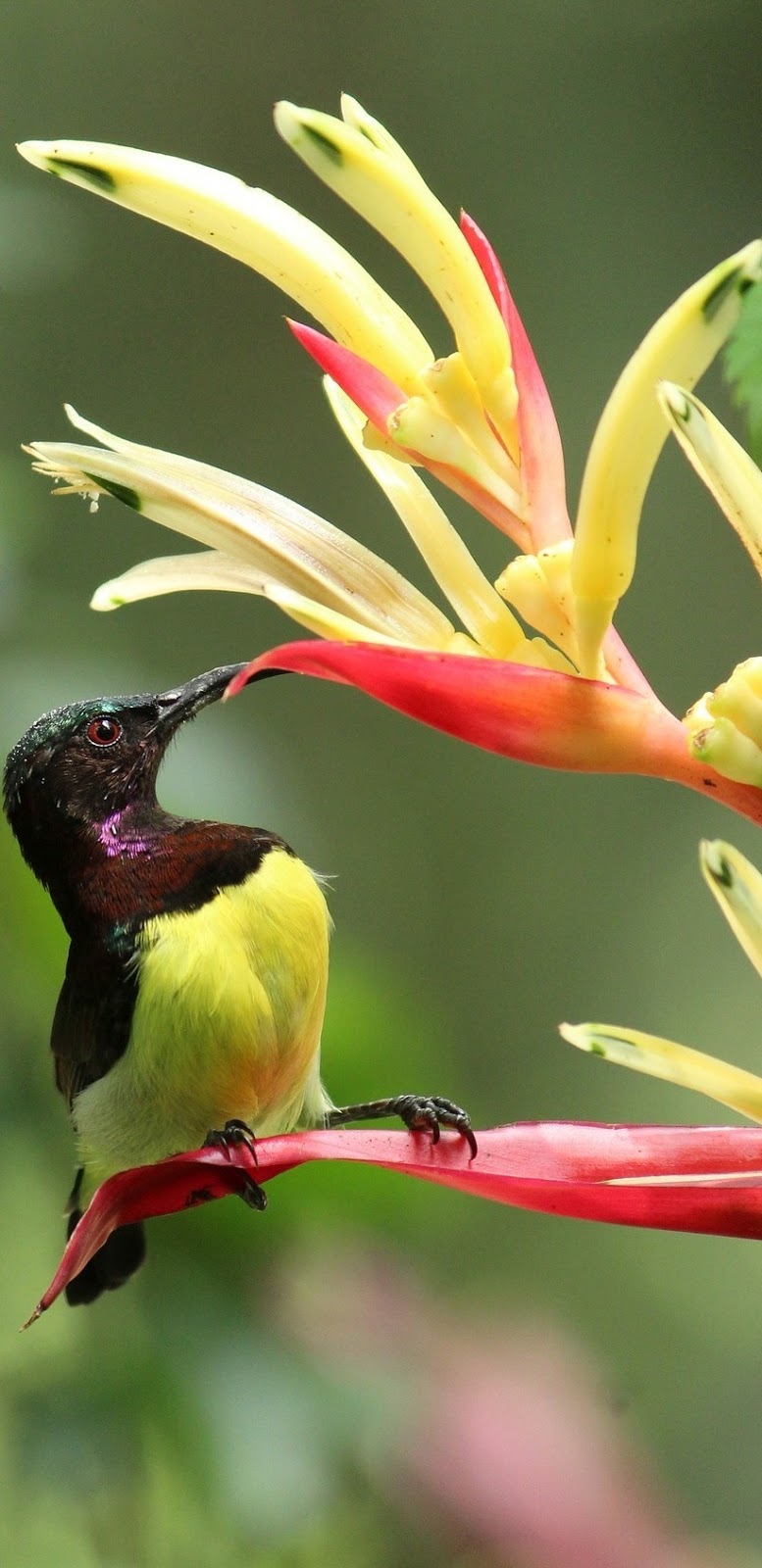 A purple rumped sunbird.