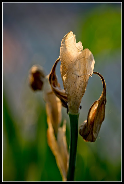 Iris; Irises; Flower; Fading