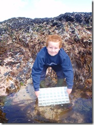 Haden Dawe releasing lobsters at Trevone