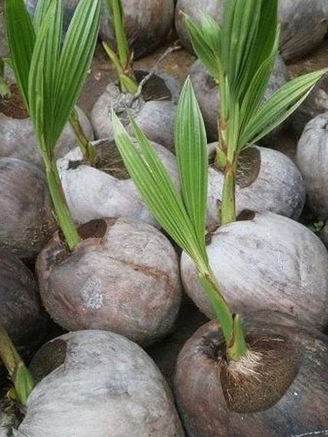 bibit kelapa kopyor genjah stok ready banyak Jawa Timur