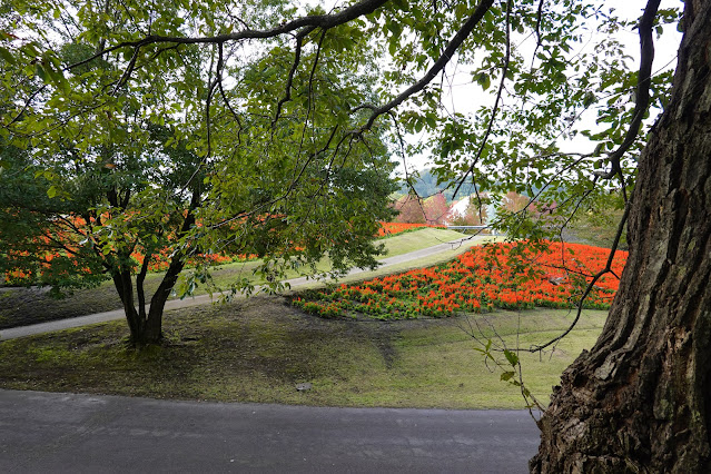 鳥取県西伯郡南部町鶴田　とっとり花回廊　花の丘