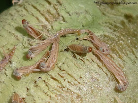 Praying Mantis Hatching Picture