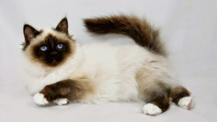 birman cat prices, birman cat for sale, birman cat vs ragdoll, birman cat breeders, birman cat rescue, birman cat personality, birman cat pictures, birman cat breeds, nama kucing perempuan, nama nama kucing jantan, nama kucing yang bagus, gambar kucing lucu, nama kucing korea, nama kucing islami, arti mimpi kucing, nama kucing laki laki, makanan anak kucing