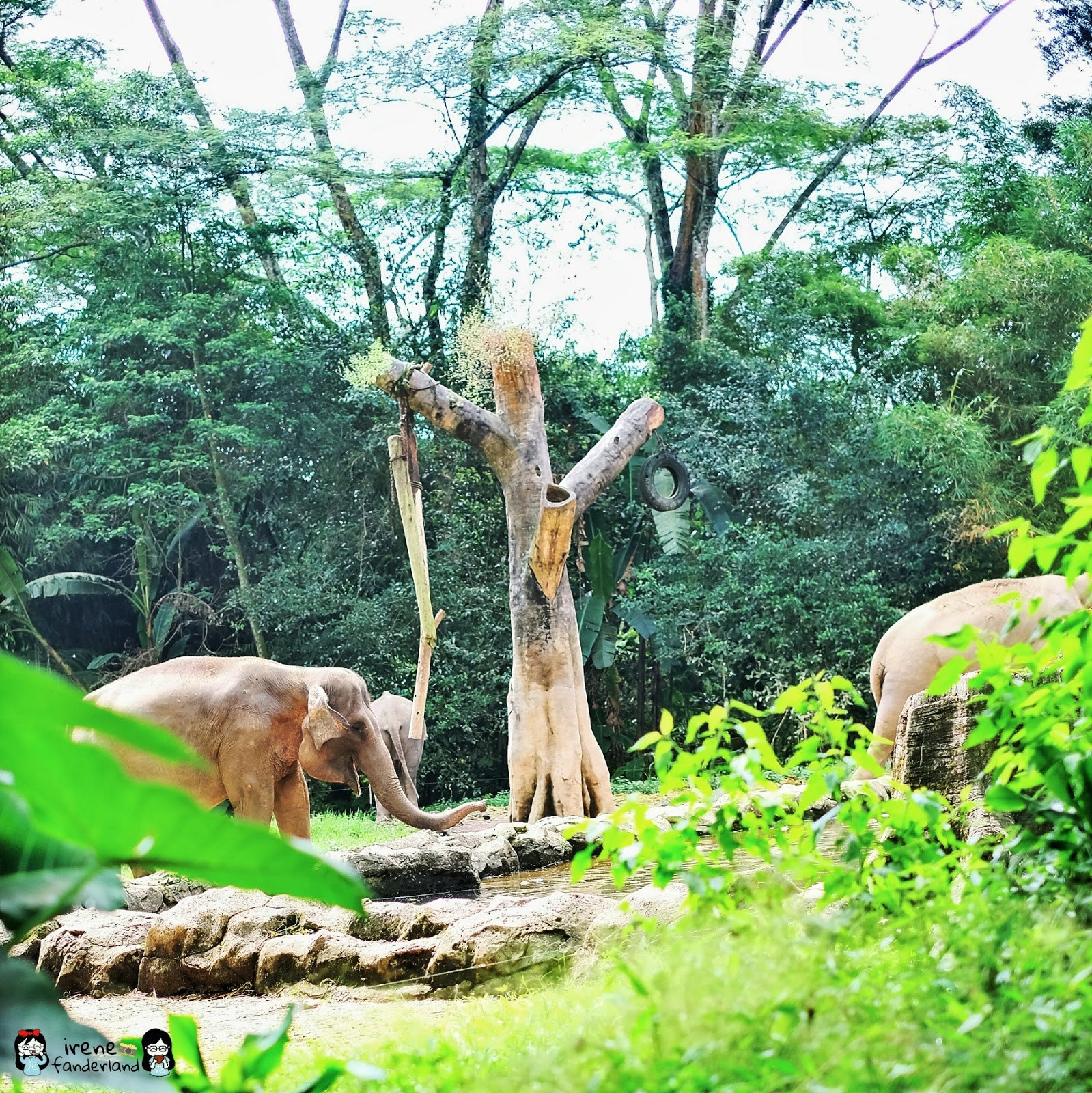 Irene Fan s Wonderland Taman  Safari  Indonesia Bogor 
