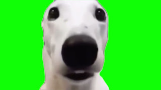 shivering dog meme green screen video download