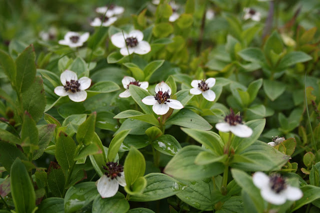 blomma, bär, hönsbär, vit blomma, fjäll, rött bär