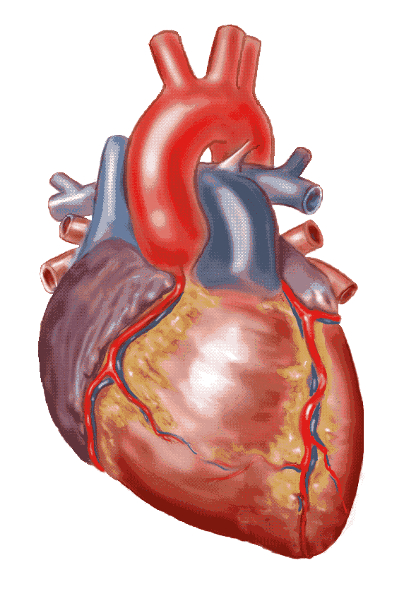 circulatory system functions. circulatory system functions.