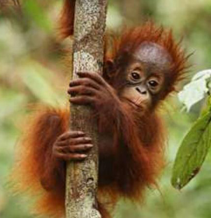 Orangutan Kalimantan Hewan  Primata  Dilindungi  Animals Box