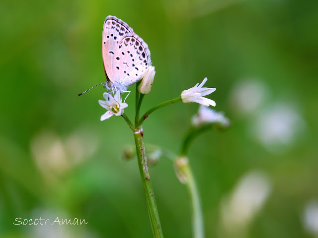 Zizeeria maha