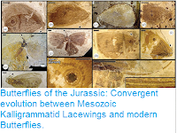 http://sciencythoughts.blogspot.co.uk/2016/02/butterflies-of-jurassic-convergent.html