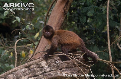 Robust tufted capuchin