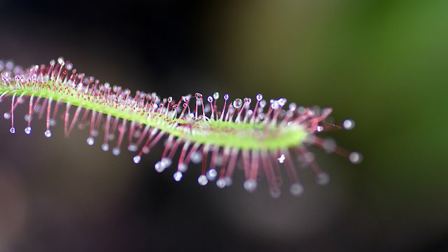 Cape Sundew