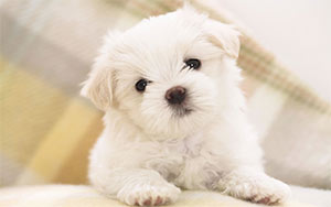 Maltese Anxiety