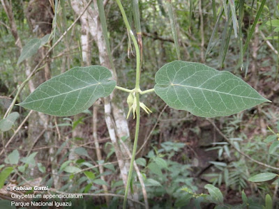 enredaderas de la selva misionera