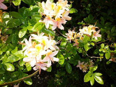 Azalea and Bee!