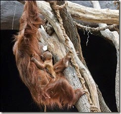 Orangutane