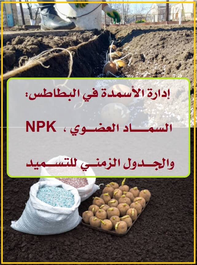 إدارة الأسمدة في البطاطس : السماد العضوي - NPK - الجدول الزمني للتسميد