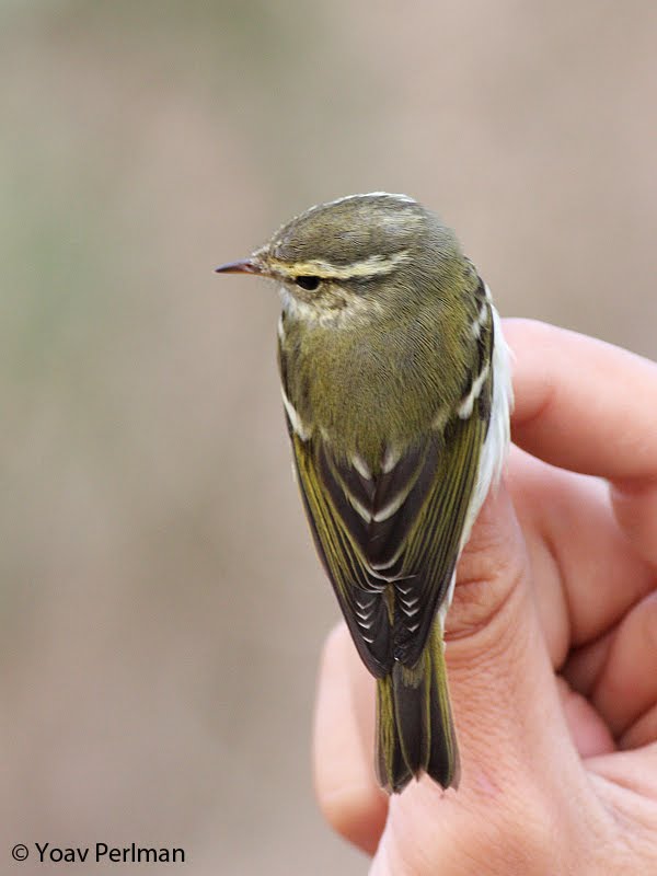 This apparent'fusca' Savi's Warbler was a tricky bird