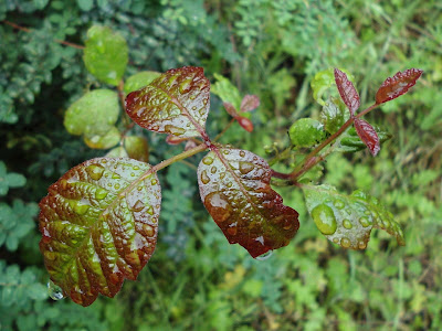 Poison oak