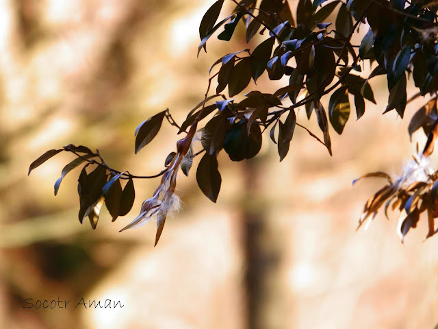 Trachelospermum asiaticum