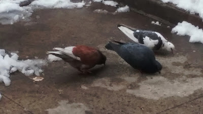 Biset or Wild Rock Pigeon Columba livia