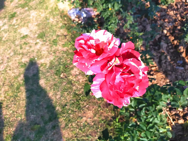 Pink Red Rose, Flower's HD Photos In Maker Life Hi, Best High Resolution Rose Photos, Tiger Striped Rose, Tiger Shape Rose, Maker Life Hi HD Photos Download Free,  Maker Life Hi Photos,