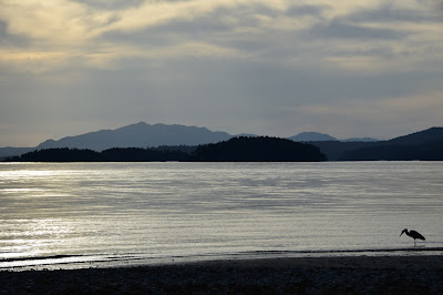 Sechelt Blue Heron Trans Canada Trail.