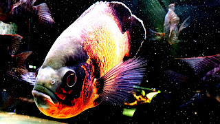 Black Tiger Oscar Fish HD Wallpaper